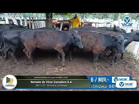 06-11-25 - Remate de Vicar Ganadera S.A. - Victorica, La Pampa