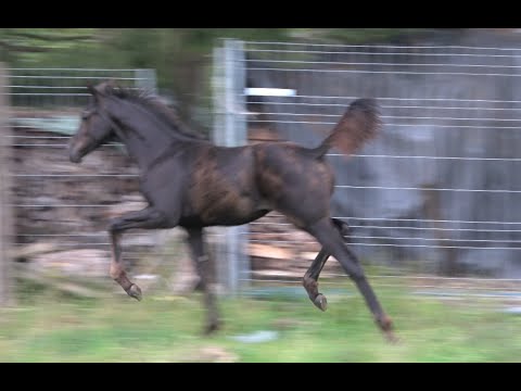 *2020 Stute von Donier - Sandro Hit