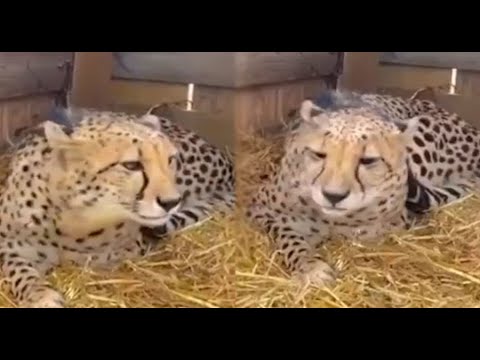 Project Cheetah: India welcomes cheetahs after 7 decades of ...