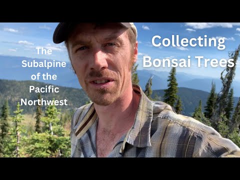 Collecting Bonsai Trees - Yamadori