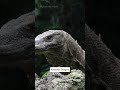 Komodo Dragon Closeup Ytshorts