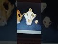 Wild Thornberrys Eliza Other Godzilla Hulk Extreme Colossal Transformation