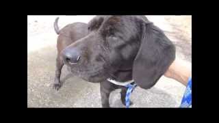 preview picture of video 'Cinnamon @ Jefferson County Humane Society, Wintersville, OH'