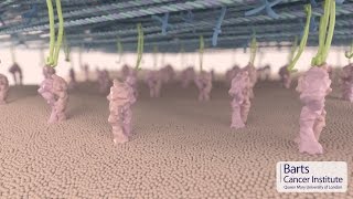 BCI Tumour Biology: integrins and metastasis