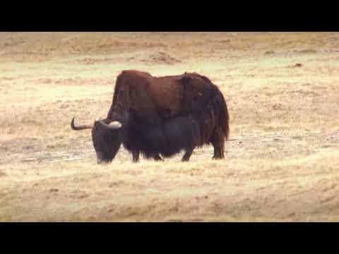 Wild Yak   Kekexili June 2014 Per Alstrom