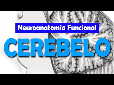 CEREBELLUM: Anatomy, Divisions and Functions - Rogério Souza