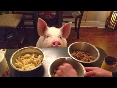 Ces drôles de cochons rendront même les pires journées plus agréables ! - compilation de cochons drôles