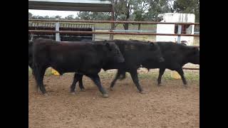 Angus x Strs Durong QLD