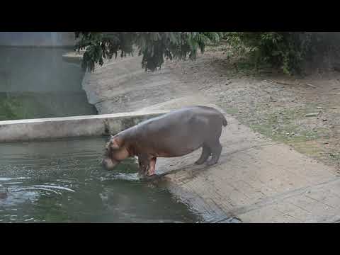 Hippo - Royalty free stock footage