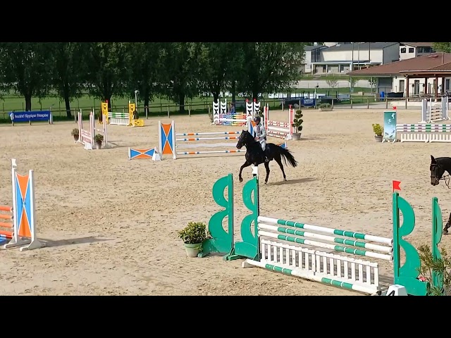 Entire Selle Fran&ccedil;ais For sale 2022 Black