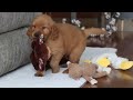 Golden Retriever dogs for sale: King - Video 1