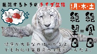 「9月20日」ナイトパパさんハピバスデ！シロップファミリーライブ配信