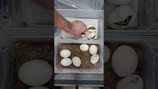 Egg cutting from cocoa (chocolate) firefly leopard enchi het clown to pastel clown.