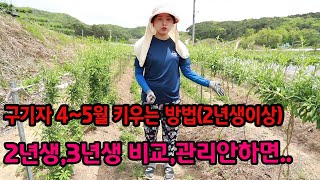 구기자농사 재배방법 나름 노하우(4~5월)