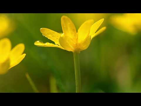 Nicu Petrescu - Tu ai rămas aici Isuse - mel Nicu Petrescu