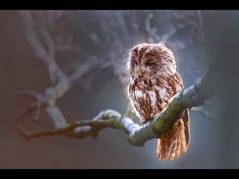 Louise du Toit - Birds of Beautiful Feathers
