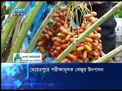মেহেরপুরে পরীক্ষামূলক খেজুর উৎপাদন