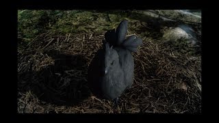 FF15　初見プレイ　進化を続けるゲーム、それがこのFF15、最大の魅力なり♪　パート14