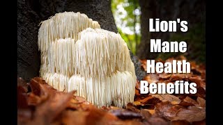 Lion's Mane