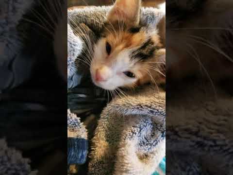 8 week Kitten hated her first bath