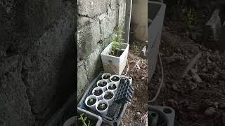 Toddlers are the best imitators.. Naku kang bata ka!!! Nag vivideo ka na naman