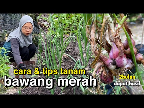 , title : 'cara mudah tanam bawang merah dekat rumah'