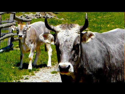 Tiroler Grauvieh - Alte Nutztierrassen Folge 2 -  Dokumentation Kühe, Tiroler, Rinderzucht