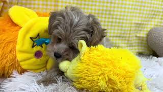 ハーフ犬の動画01