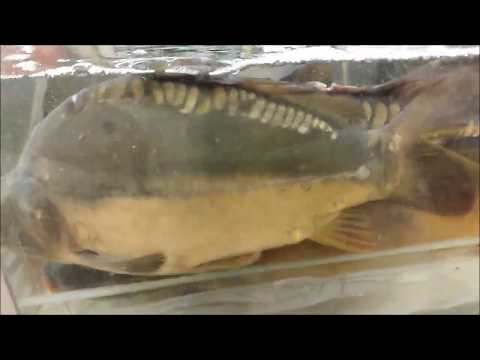 Świąteczne męczenie karpi Polska tradycja