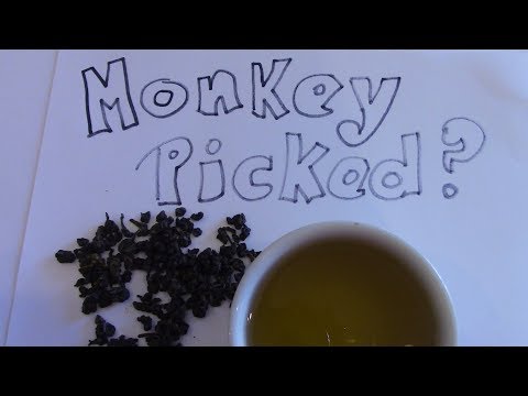 download lagu mp3 mp4 Monkey Picked Tea, download mp3 Monkey Picked Tea free download mp3, download mp3 Monkey Picked Tea