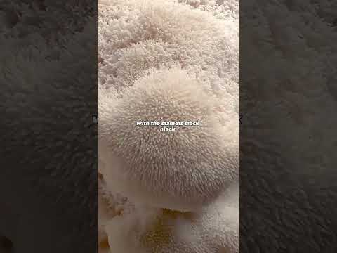 This Mushroom Changed My Life! Unleash the Power of Lion's Mane Mushroom: Health Benefits and How to