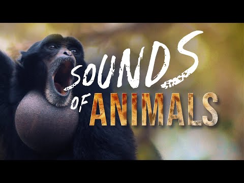 Cee-Roo - Sounds of Animals