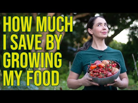 How Much Money You Can Save By Growing Your Own Produce at Home