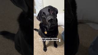 You can have whatever you want with that head tilt 🥺 #dogshorts #blacklab