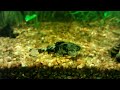 Erethistes pusillus Erethistes pusillus