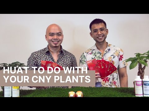 , title : 'The Ultimate Secret to Sustain Your CNY Huat Plants!'