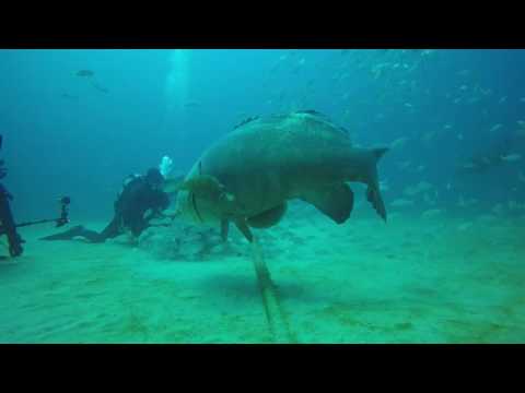 Grouper Bites Head Off Diver