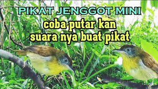 Download lagu suara pikat cucak jenggot mini, suara pikat nya bikin burung liar berdatangan mp3 Download lagu suara pikat cucak jenggot mini, suara pikat nya bikin burung liar berdatangan mp3