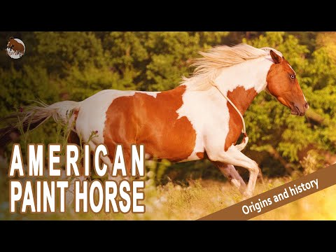 , title : 'The most common breed in the USA, after the Quarter Horse - Paint Horse - Origin of the breeds'