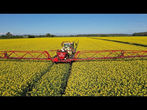 Varför ska man svampbehandla rapsen med Pictor Active?