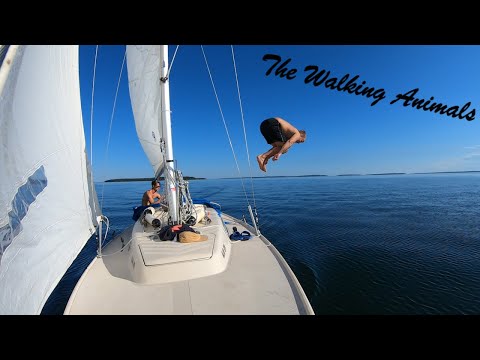 Sommarsegling med if båt