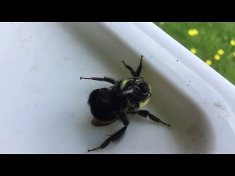 One Giant Bumblebee