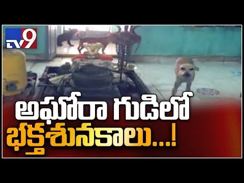 Dogs serve Lord at Jai narayana temple in East Godavari - TV9