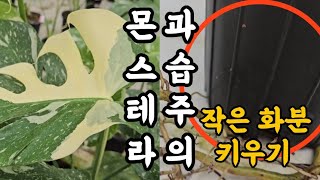 몬스테라 과습 주의! 특히 여름 장마철, 겨울!! #식물키우기 #엉클플랜트 #몬스테라키우기