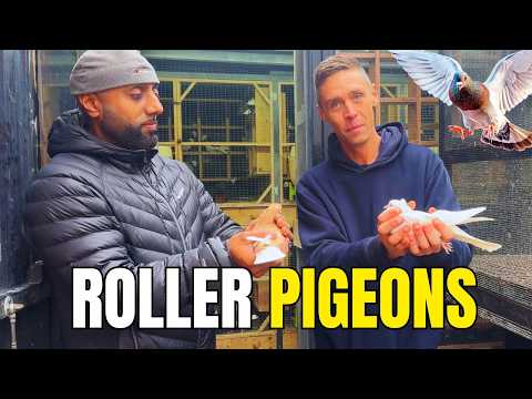 Inside the World of Birmingham Roller Pigeons | A Hidden Flying Sport