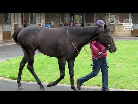 A’ALI “BOUNCING” AHEAD OF TILT AT GROUP 1 DERRINSTOWN STUD FLYING FIVE STAKES
