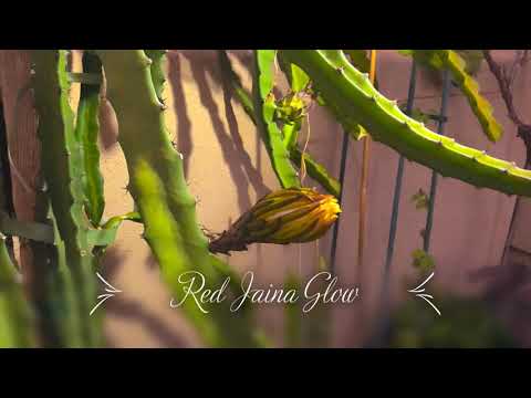 Dragon Fruit Flower Blooming - Red Jaina Glow😍
