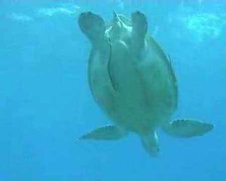 Dugong Dance, Hausriff Beachsafari,Ägypten