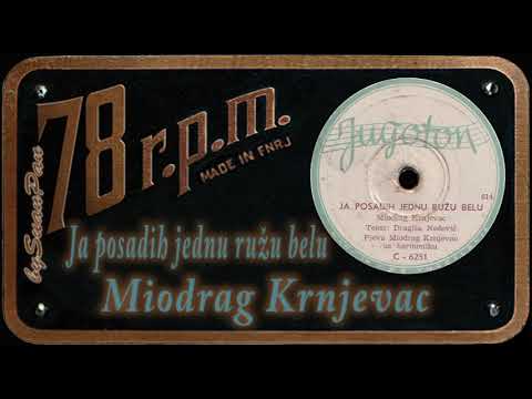 Miodrag Krnjevac - Ja posadih jednu ružu belu