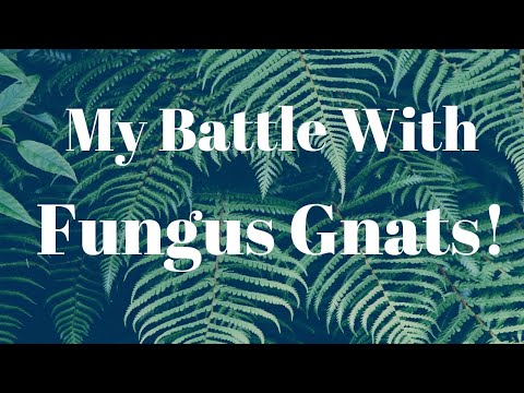 My Battle with Fungus Gnats 🤺🌿